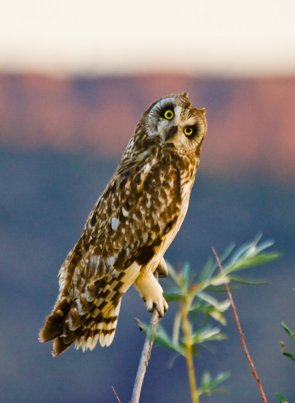 Short-Eared Owl